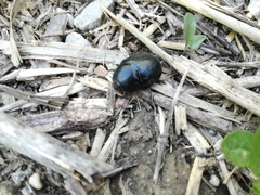 Pentodon bidens punctatus