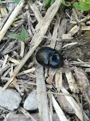 Pentodon bidens punctatus