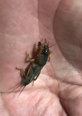Gryllotalpa gryllotalpa