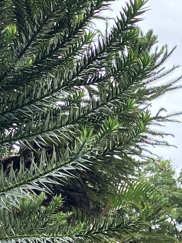 Pinheiro-do-Paraná