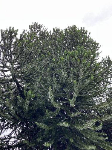 Foto de Pinheiro-do-Paraná
