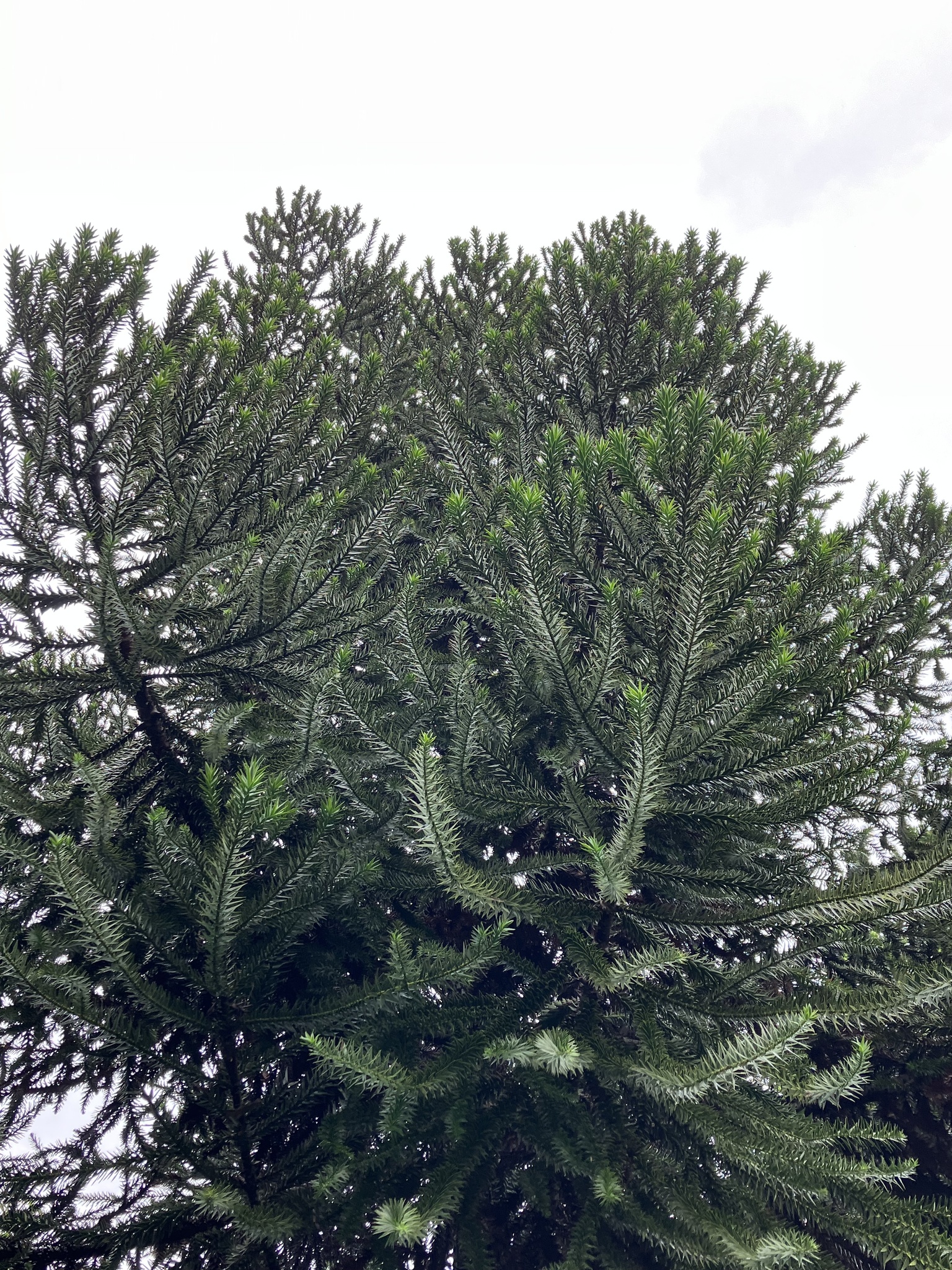 Imagem de Pinheiro-do-Paraná