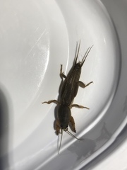 Gryllotalpa gryllotalpa