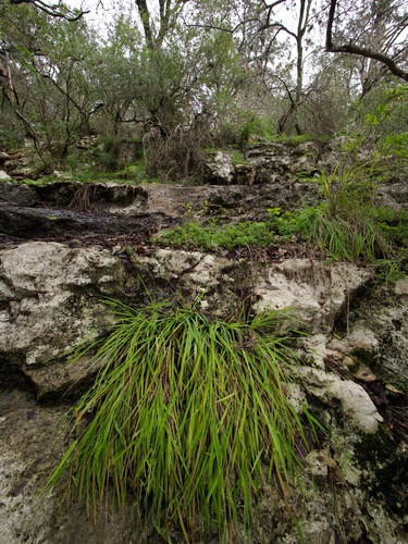 Bunch cutgrass (Leersia monandra)