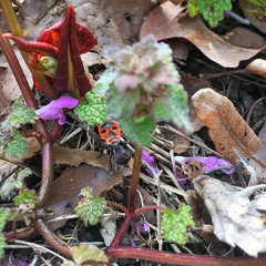 Pyrrhocoris apterus