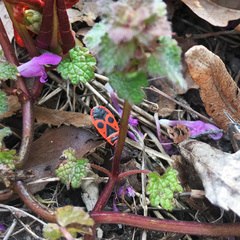 Pyrrhocoris apterus