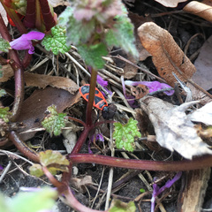 Pyrrhocoris apterus