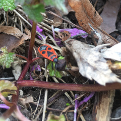 Pyrrhocoris apterus