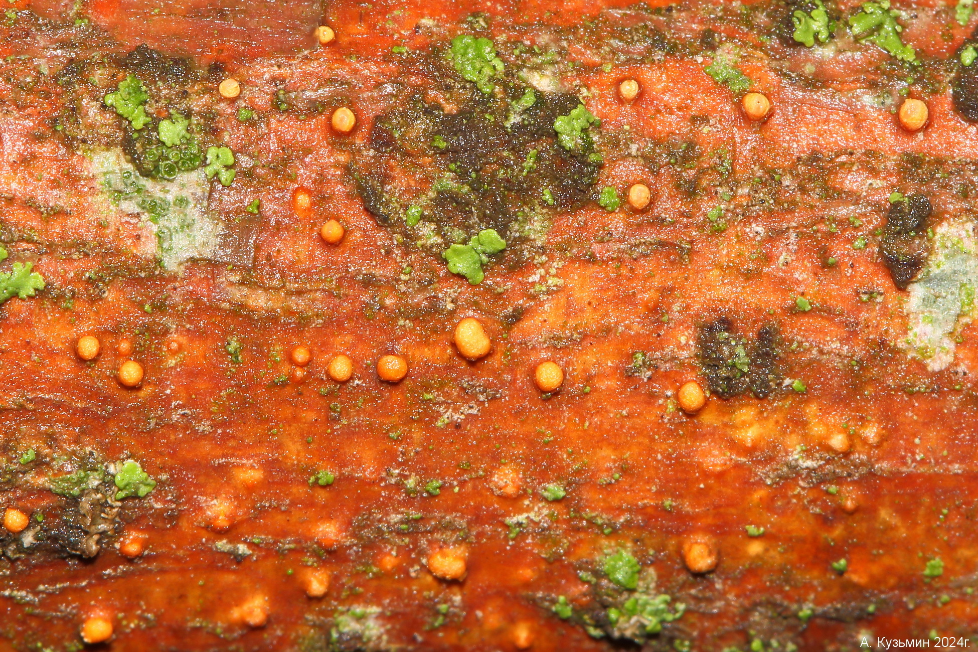Trichoderma gelatinosum