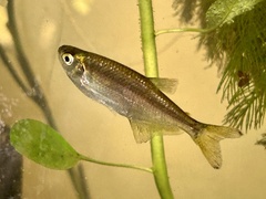 Dragon-Fin Tetra photo 3