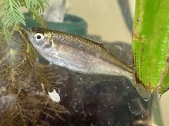 Dragon-Fin Tetra photo 2