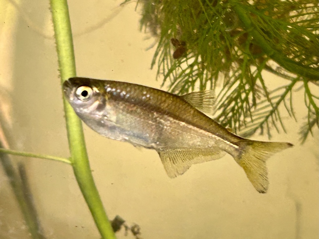 Dragon-Fin Tetra