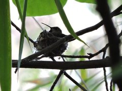Selasphorus sasin