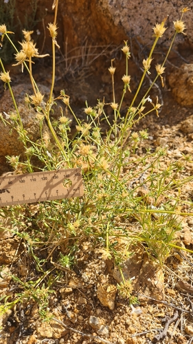Image of Acrotome pallescens by (c) Petra Holland, some rights reserved (CC BY)