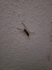 Ammotrechidae