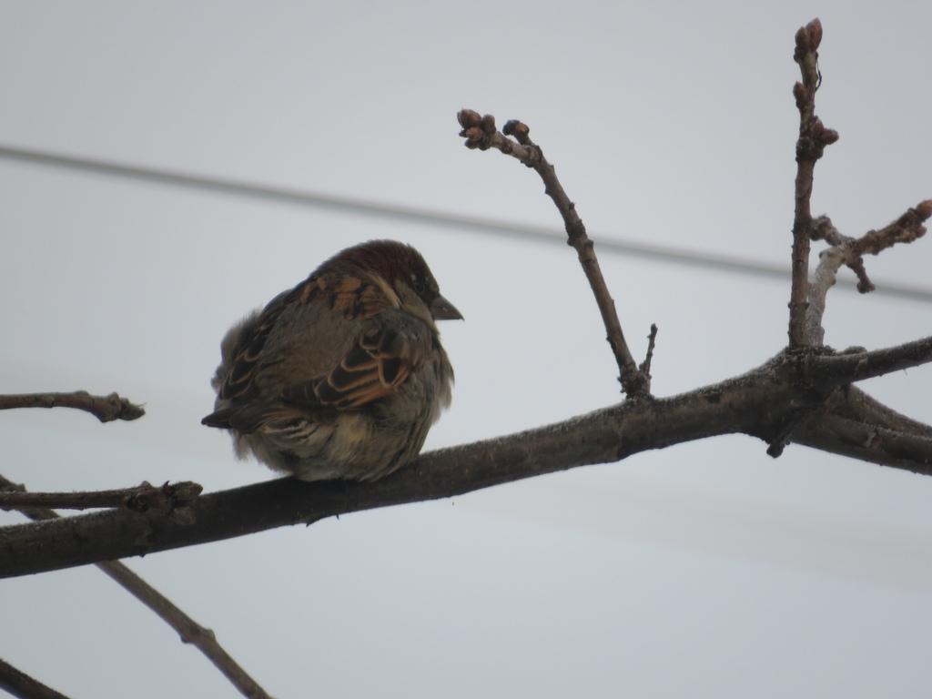 House Sparrow From 633227   Large 