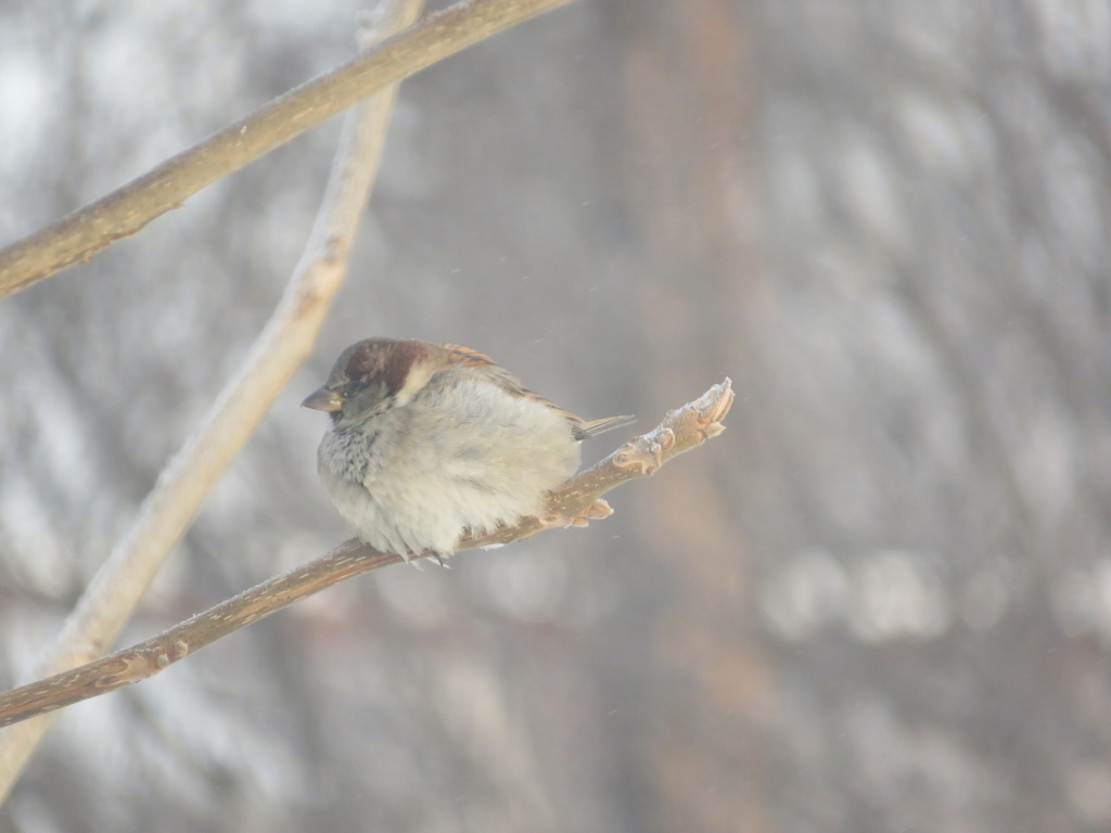 House Sparrow From 633227   Large 