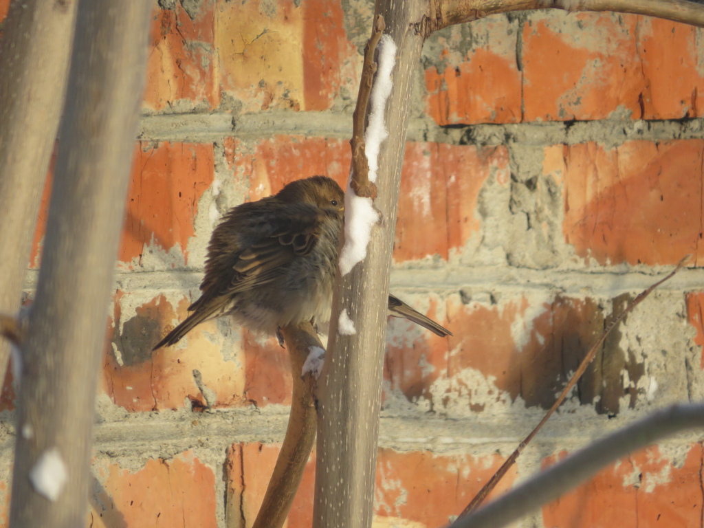 House Sparrow From 633227   Large 