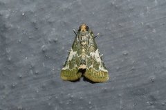 Pithyllis metachryseis