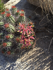Dudleya saxosa
