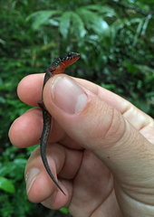 Loxopholis parietalis