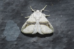 Afraltha chionostola