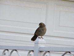 Melozone crissalis