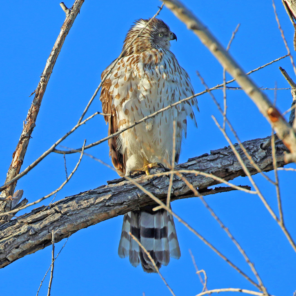 Cooper's Hawk from Flowing Wells, Tucson, AZ, USA on January 2, 2024 at ...