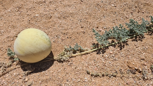 Image of Citrullus ecirrhosus by (c) Petra Holland, some rights reserved (CC BY)