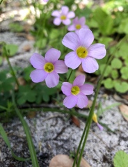 Oxalis caprina