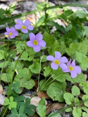 Oxalis caprina