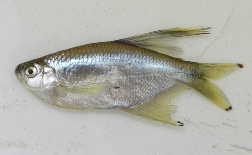 dragon-fin tetra