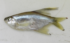 Dragon-Fin Tetra photo 4
