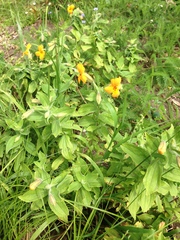 Erythranthe cardinalis