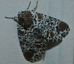 Harrisimemna trisignata