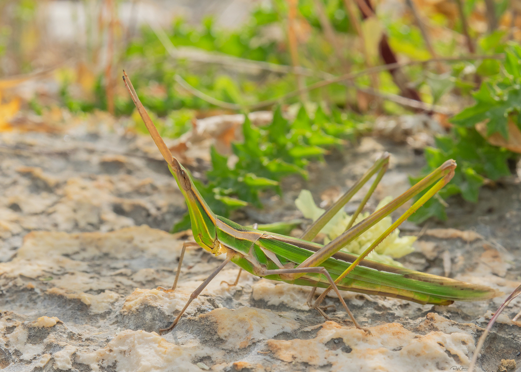 Truxalis grandis