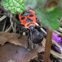 Pyrrhocoris apterus