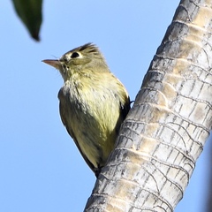 Empidonax difficilis