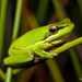 Wallum Sedge Frog - Photo (c) teejaybee, some rights reserved (CC BY-NC-ND)