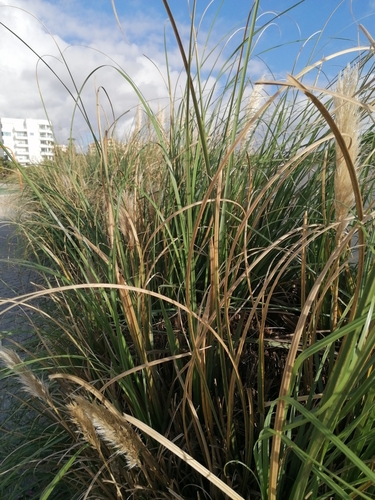 Foto de Capim-dos-pampas