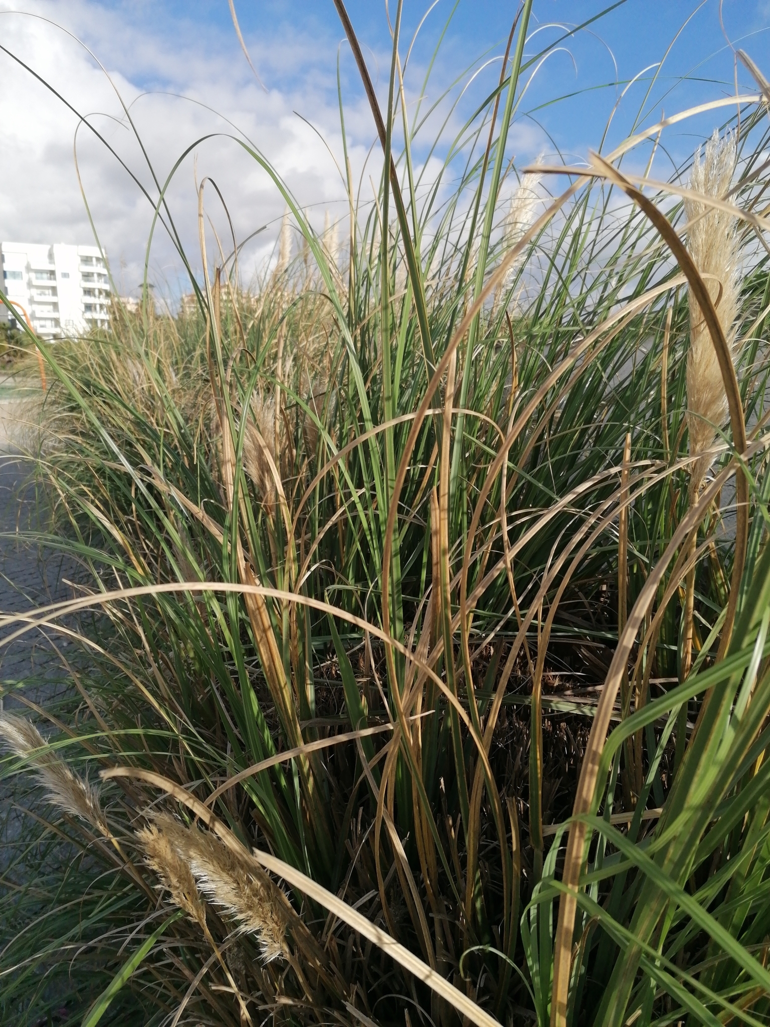 Imagem de Capim-dos-pampas
