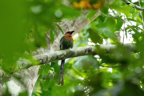 Broad-billed Motmot