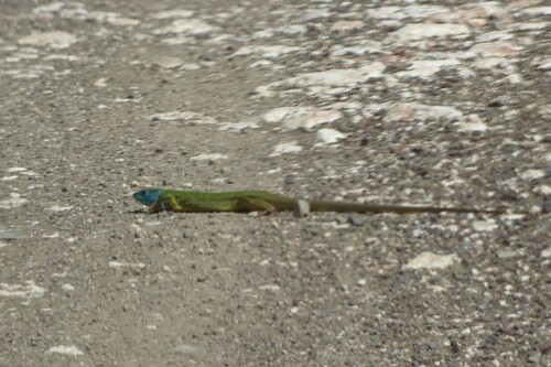 Pamphylian Green Lizard, Lacerta pamphylica