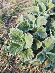 Marrubium