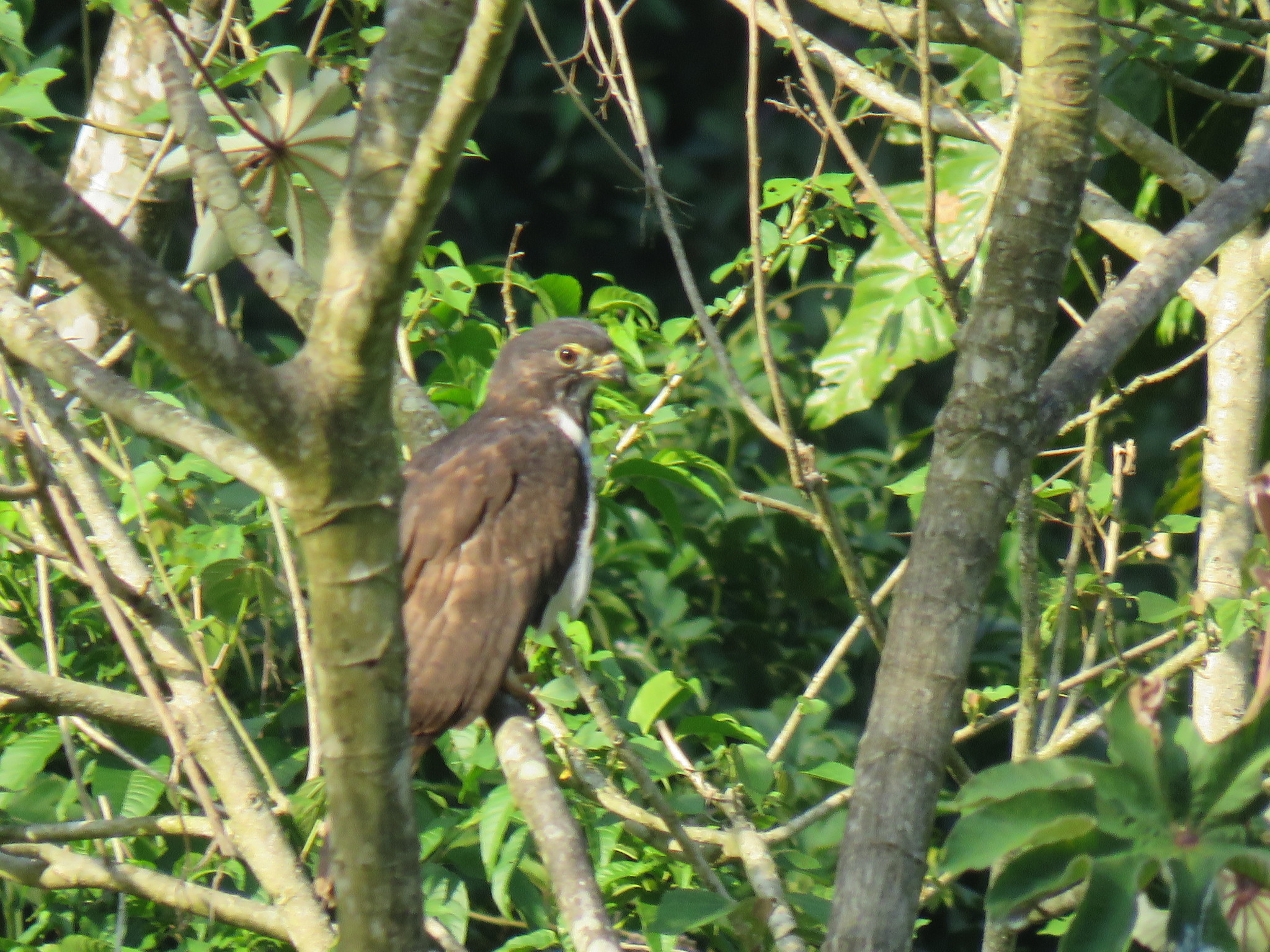 Double-toothed Kite (Harpagus bidentatus)