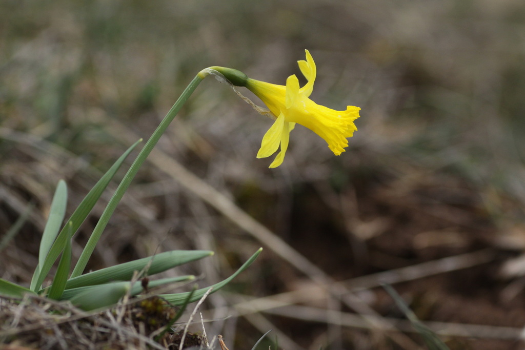 Dwarf narcissus