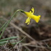 Small-flowered Daffodil - Photo (c) Mark Gurney, some rights reserved (CC BY-NC-SA)