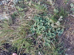 Marrubium