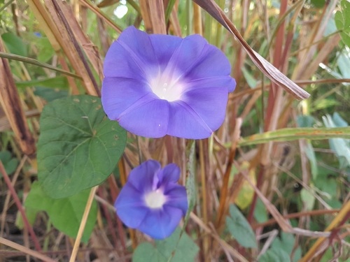 Ipomoea nil image