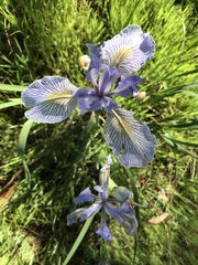 Iris longipetala